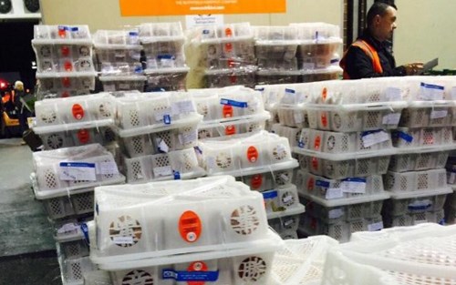 Вьетнам экспортировал первые десятки тонн личи в Австралию